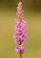 Marsh Fragrant Orchid Gymnadenia densiflora
