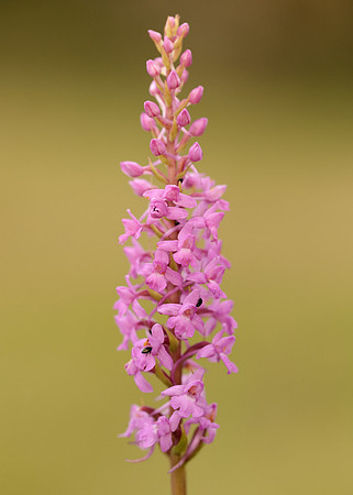 Marsh Fragrant Orchid Gymnadenia densiflora