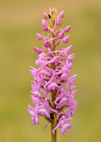 Marsh Fragrant Orchid Gymnadenia densiflora