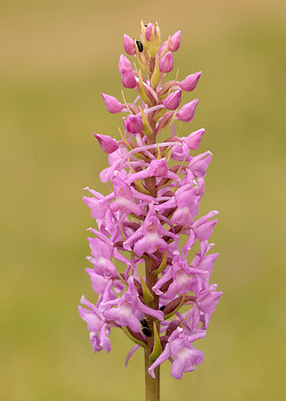 Marsh Fragrant Orchid Gymnadenia densiflora