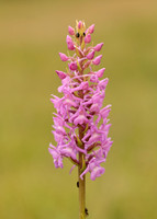 Marsh Fragrant Orchid Gymnadenia densiflora