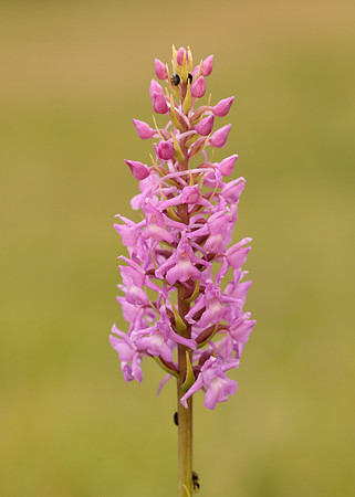 Marsh Fragrant Orchid Gymnadenia densiflora