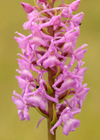 Marsh Fragrant Orchid Gymnadenia densiflora