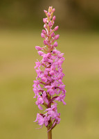 Marsh Fragrant Orchid Gymnadenia densiflora