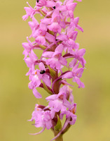 Marsh Fragrant Orchid Gymnadenia densiflora
