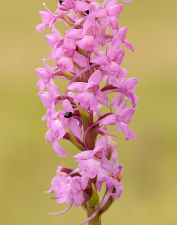 Marsh Fragrant Orchid Gymnadenia densiflora