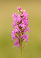 Marsh Fragrant Orchid Gymnadenia densiflora
