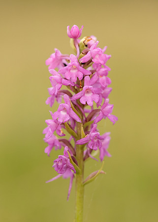 Marsh Fragrant Orchid Gymnadenia densiflora