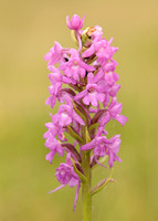 Marsh Fragrant Orchid Gymnadenia densiflora
