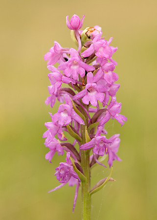 Marsh Fragrant Orchid Gymnadenia densiflora