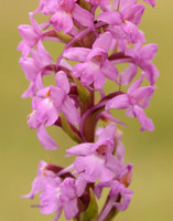 Marsh Fragrant Orchid Gymnadenia densiflora