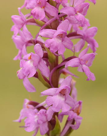 Marsh Fragrant Orchid Gymnadenia densiflora