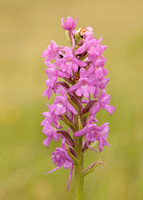 Marsh Fragrant Orchid Gymnadenia densiflora