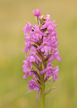 Marsh Fragrant Orchid Gymnadenia densiflora