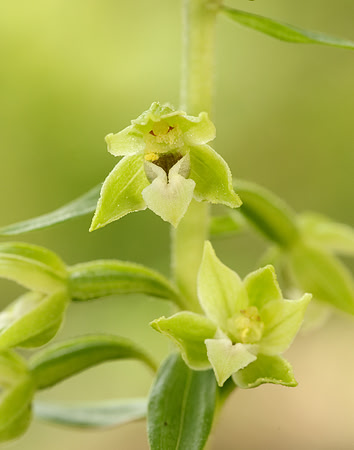 Tyne Helleborine Epipactis dunensis tynensis