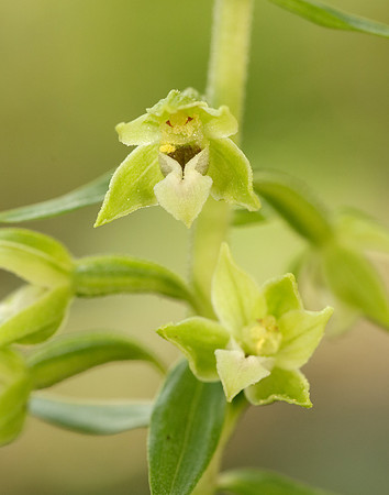Tyne Helleborine Epipactis dunensis tynensis