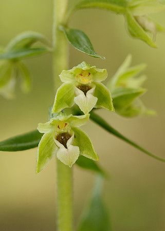 Tyne Helleborine Epipactis dunensis tynensis