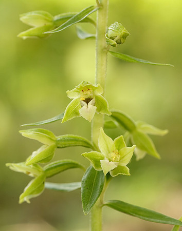 Tyne Helleborine Epipactis dunensis tynensis