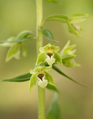 Tyne Helleborine Epipactis dunensis tynensis