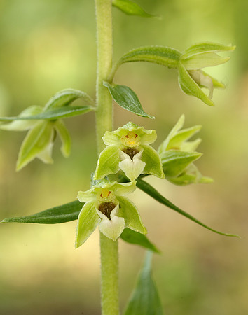 Tyne Helleborine Epipactis dunensis tynensis