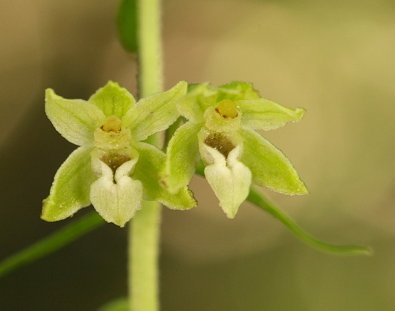 Tyne Helleborine Epipactis dunensis tynensis