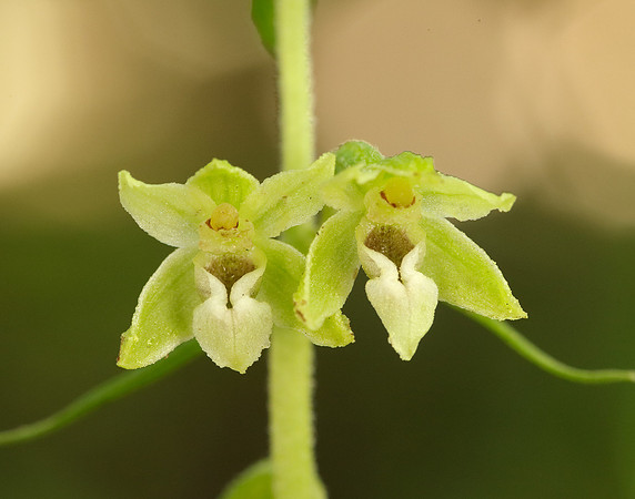 Tyne Helleborine Epipactis dunensis tynensis