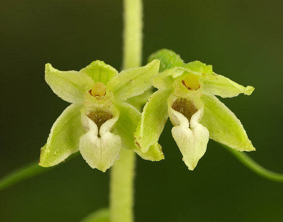Tyne Helleborine Epipactis dunensis tynensis