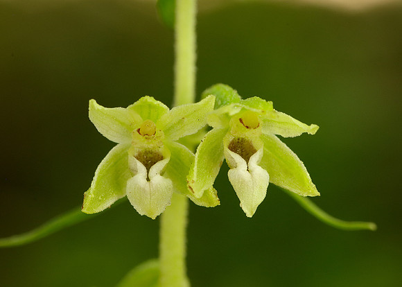 Tyne Helleborine Epipactis dunensis tynensis