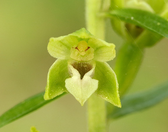 Tyne Helleborine Epipactis dunensis tynensis