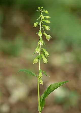 Tyne Helleborine Epipactis dunensis tynensis