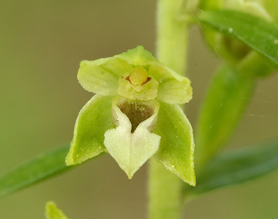 Tyne Helleborine Epipactis dunensis tynensis