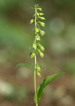 Tyne Helleborine Epipactis dunensis tynensis