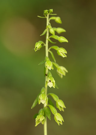Tyne Helleborine Epipactis dunensis tynensis