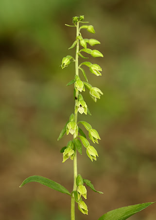 Tyne Helleborine Epipactis dunensis tynensis