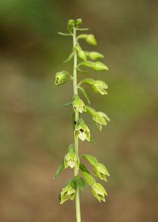 Tyne Helleborine Epipactis dunensis tynensis