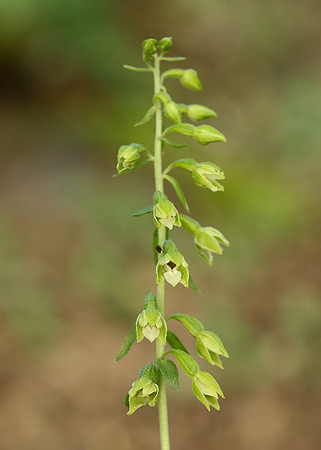 Tyne Helleborine Epipactis dunensis tynensis