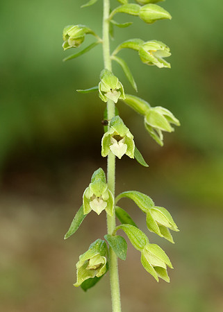 Tyne Helleborine Epipactis dunensis tynensis