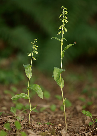 Tyne Helleborine Epipactis dunensis tynensis
