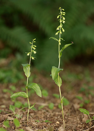 Tyne Helleborine Epipactis dunensis tynensis