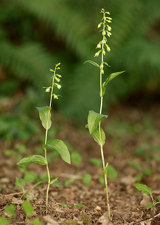Tyne Helleborine Epipactis dunensis tynensis