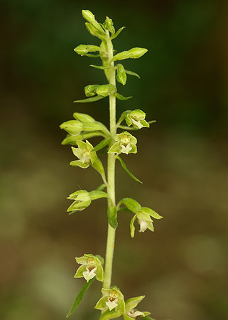 Tyne Helleborine Epipactis dunensis tynensis
