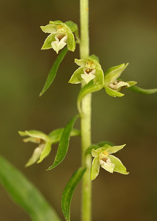 Tyne Helleborine Epipactis dunensis tynensis