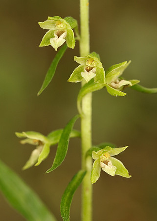 Tyne Helleborine Epipactis dunensis tynensis