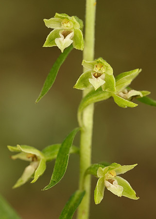 Tyne Helleborine Epipactis dunensis tynensis