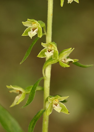 Tyne Helleborine Epipactis dunensis tynensis