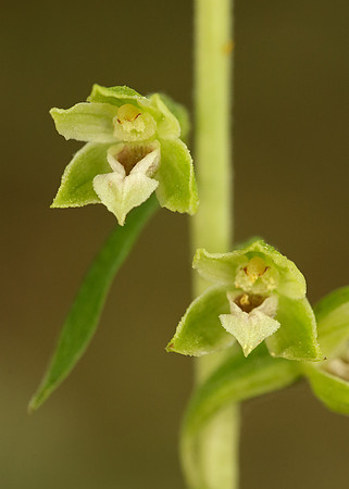 Tyne Helleborine Epipactis dunensis tynensis