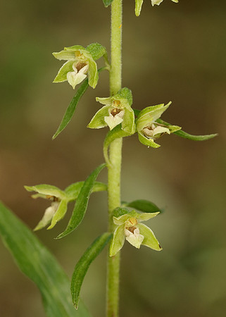 Tyne Helleborine Epipactis dunensis tynensis