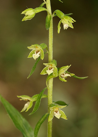 Tyne Helleborine Epipactis dunensis tynensis