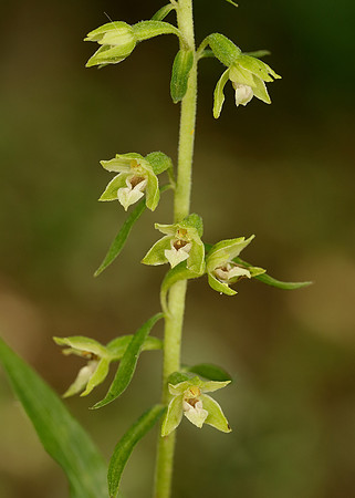 Tyne Helleborine Epipactis dunensis tynensis