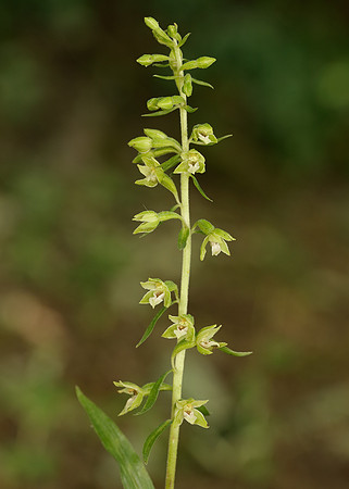 Tyne Helleborine Epipactis dunensis tynensis